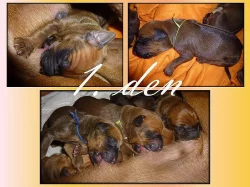 Rhodéský Ridgeback - štěňátka