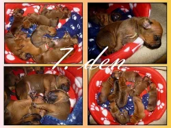 Rhodéský Ridgeback - štěňátka