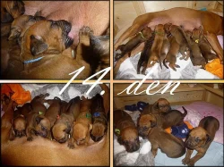 Rhodéský Ridgeback - štěňátka