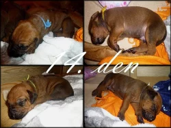 Rhodéský Ridgeback - štěňátka