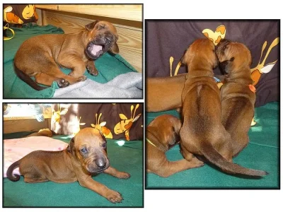 Rhodéský Ridgeback - štěňátka