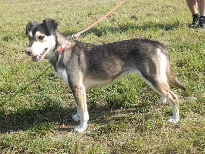 krasavice Sára