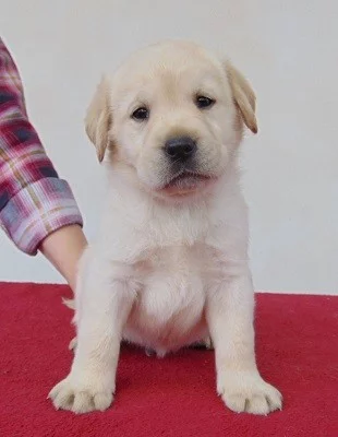 Labradorský retriever s PP