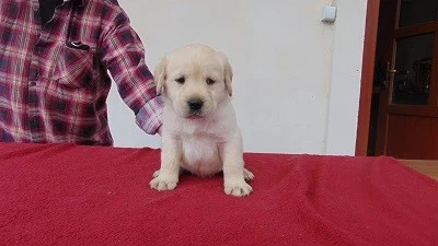Labradorský retriever s PP