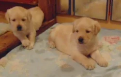 Labradorský retriever s PP