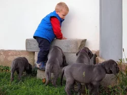 Německá Doga modrá-štěňata na prodej