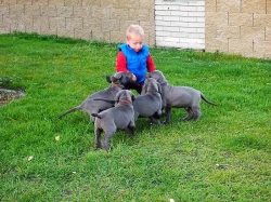 Německá Doga modrá-štěňata na prodej