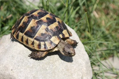 Anolis, teratolepis, suchozemská želva Ostrava