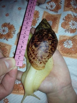 lissachatina reticulata albíno body