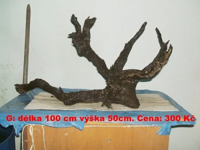 Kořeny do akvária