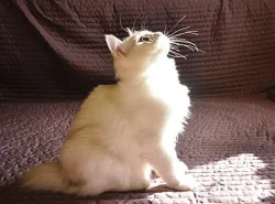 Kurilský bobtail s PP - okolí Prahy