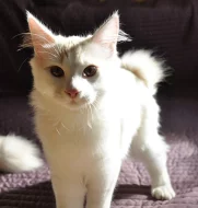 Kurilský bobtail s PP - okolí Prahy