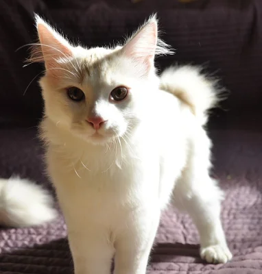 Kurilský bobtail s PP - okolí Prahy