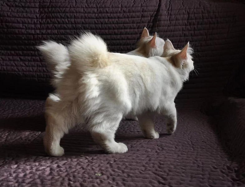 Kurilský bobtail s PP - okolí Prahy