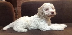 Štěně Lagotto Romagnolo IHNED VOLNÉ