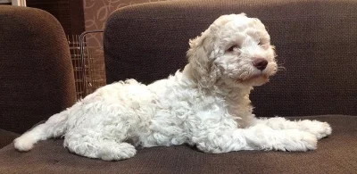 Štěně Lagotto Romagnolo IHNED VOLNÉ