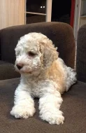 Štěně Lagotto Romagnolo IHNED VOLNÉ