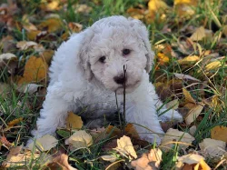 Štěně Lagotto Romagnolo IHNED VOLNÉ