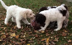 Štěně Lagotto Romagnolo IHNED VOLNÉ