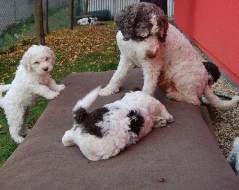 Štěně Lagotto Romagnolo IHNED VOLNÉ