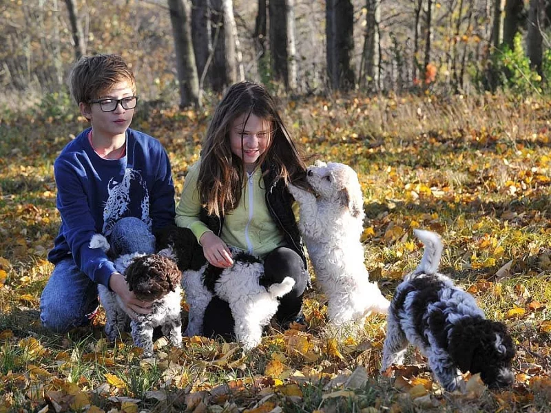 Štěně Lagotto Romagnolo IHNED VOLNÉ