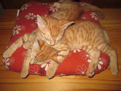Daruji do dobrých rukou dva rezaté kocourky.