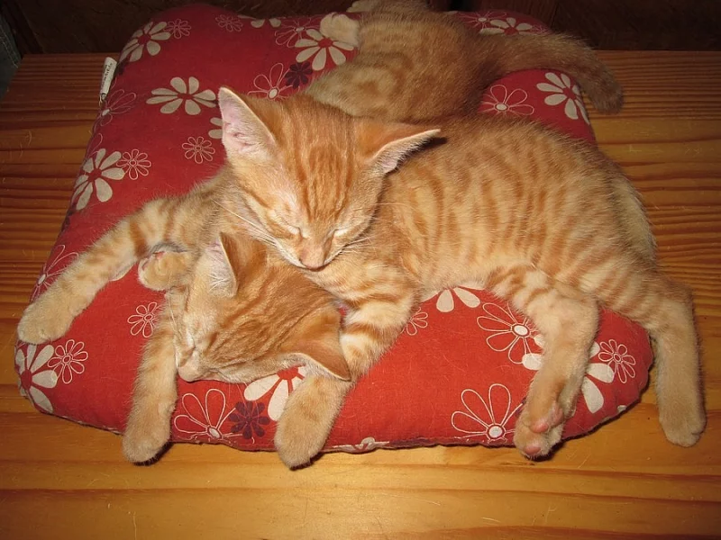 Daruji do dobrých rukou dva rezaté kocourky.