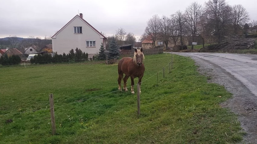 Prodám klisnu Norika