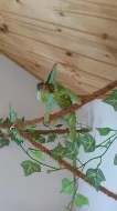 terárium s chameleonem