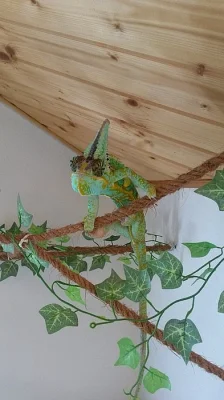 terárium s chameleonem