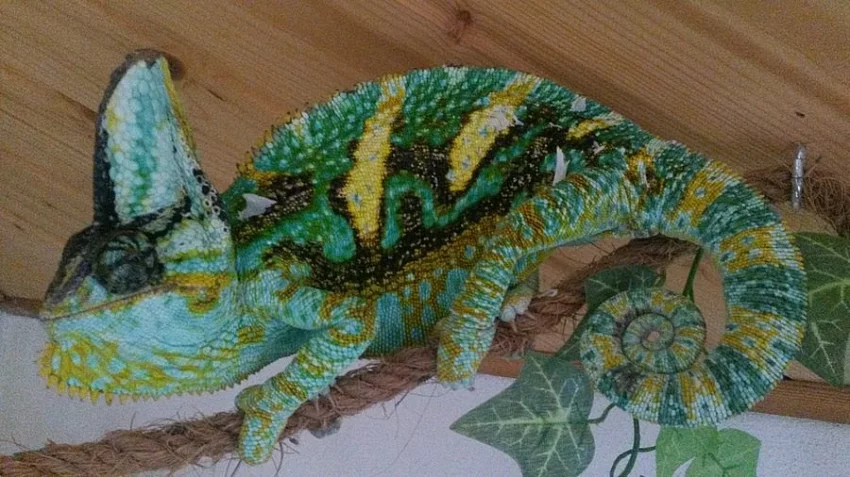 terárium s chameleonem