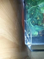 terárium s chameleonem