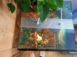 terárium s chameleonem