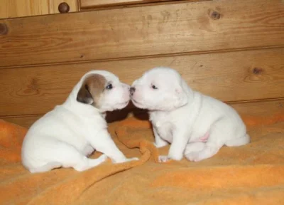 Parson russel terrier - štěňata s PP