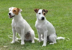 Parson russel terrier - štěňata s PP
