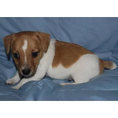 Jack Russell teriér