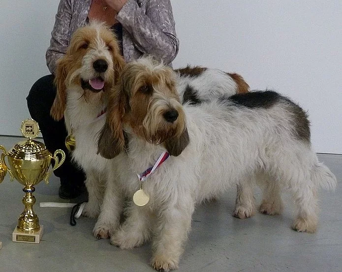 VELKÝ HRUBOSRSTÝ VENDÉSKÝ BASSET