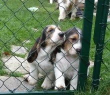 VELKÝ HRUBOSRSTÝ VENDÉSKÝ BASSET