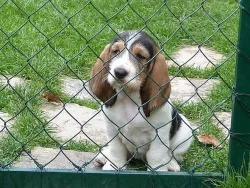 VELKÝ HRUBOSRSTÝ VENDÉSKÝ BASSET