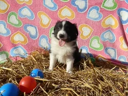 Prodám štěňátka Border kolie