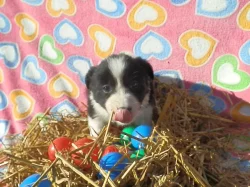 Prodám štěňátka Border kolie