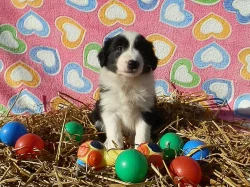 Prodám štěňátka Border kolie