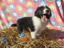 Prodám štěňátka Border kolie