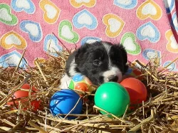 Prodám štěňátka Border kolie