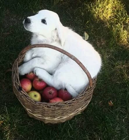Zlatý retriever štěňátka s PP