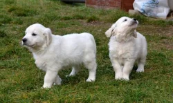 Zlatý retriever štěňátka s PP