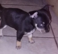 Civava pejsci a fenka