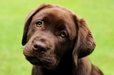 Labrador čokoládová štěňátka s PP
