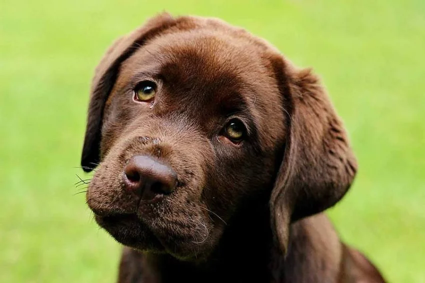Labrador čokoládová štěňátka s PP