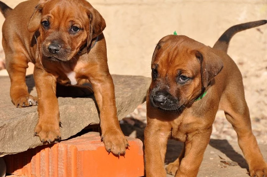 Rhodéský ridgeback štěňata s PP